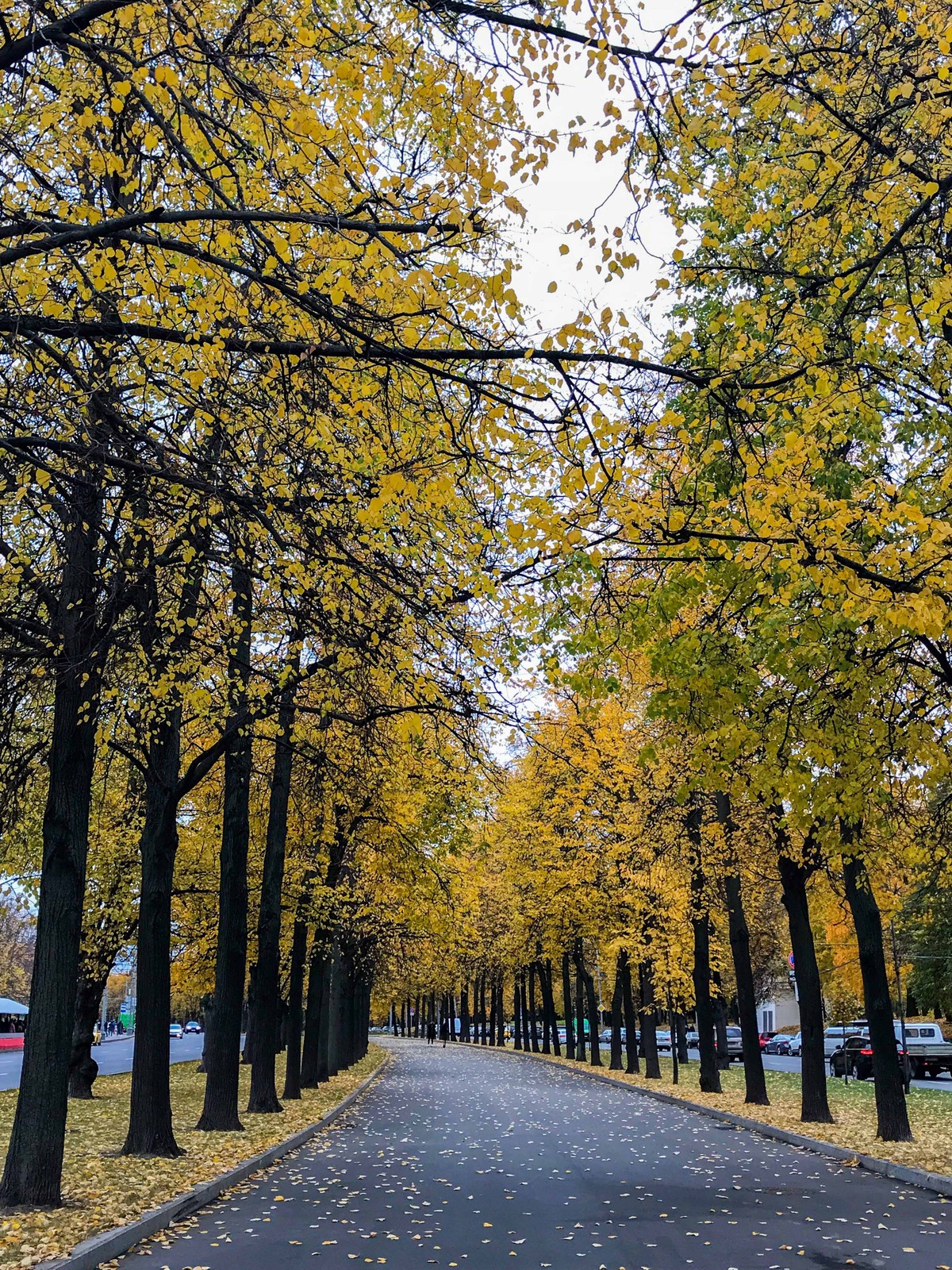 Mùa Thu nước Nga trong ánh sáng kỳ diệu ảnh 12