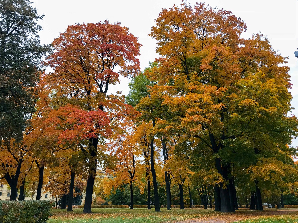 Mùa Thu nước Nga trong ánh sáng kỳ diệu ảnh 14