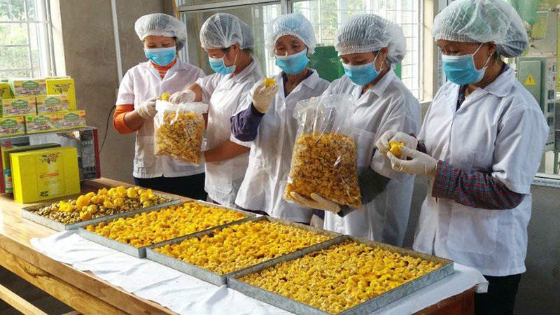 Lễ hội Trà hoa vàng Ba Chẽ 2020 - Tôn vinh Danh trà đất Việt ảnh 1