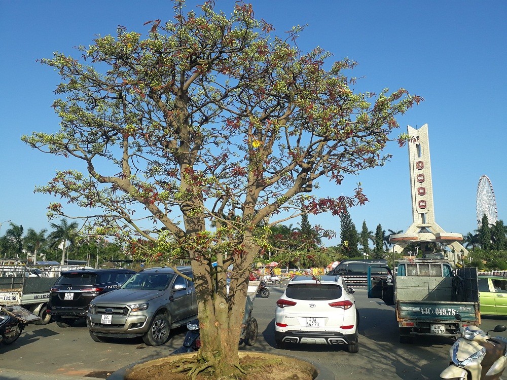 Những cây mai cổ thụ giá tiền tỷ ở Chợ hoa xuân Đà Nẵng ảnh 1