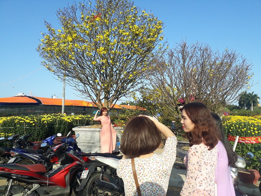 Những cây mai cổ thụ giá tiền tỷ ở Chợ hoa xuân Đà Nẵng ảnh 2