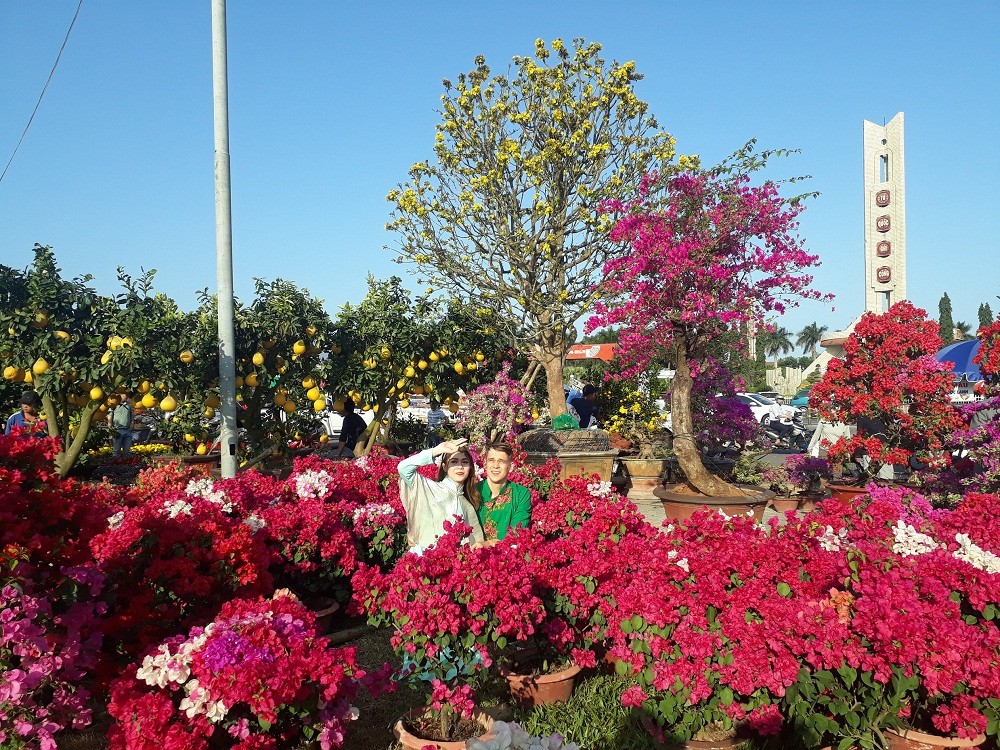 Những cây mai cổ thụ giá tiền tỷ ở Chợ hoa xuân Đà Nẵng ảnh 4