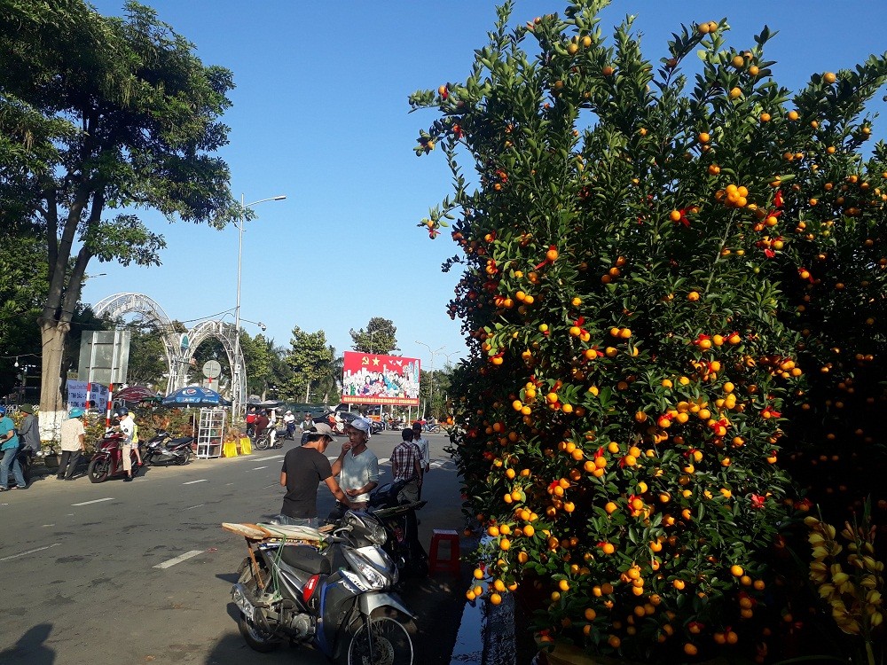 Những cây mai cổ thụ giá tiền tỷ ở Chợ hoa xuân Đà Nẵng ảnh 5