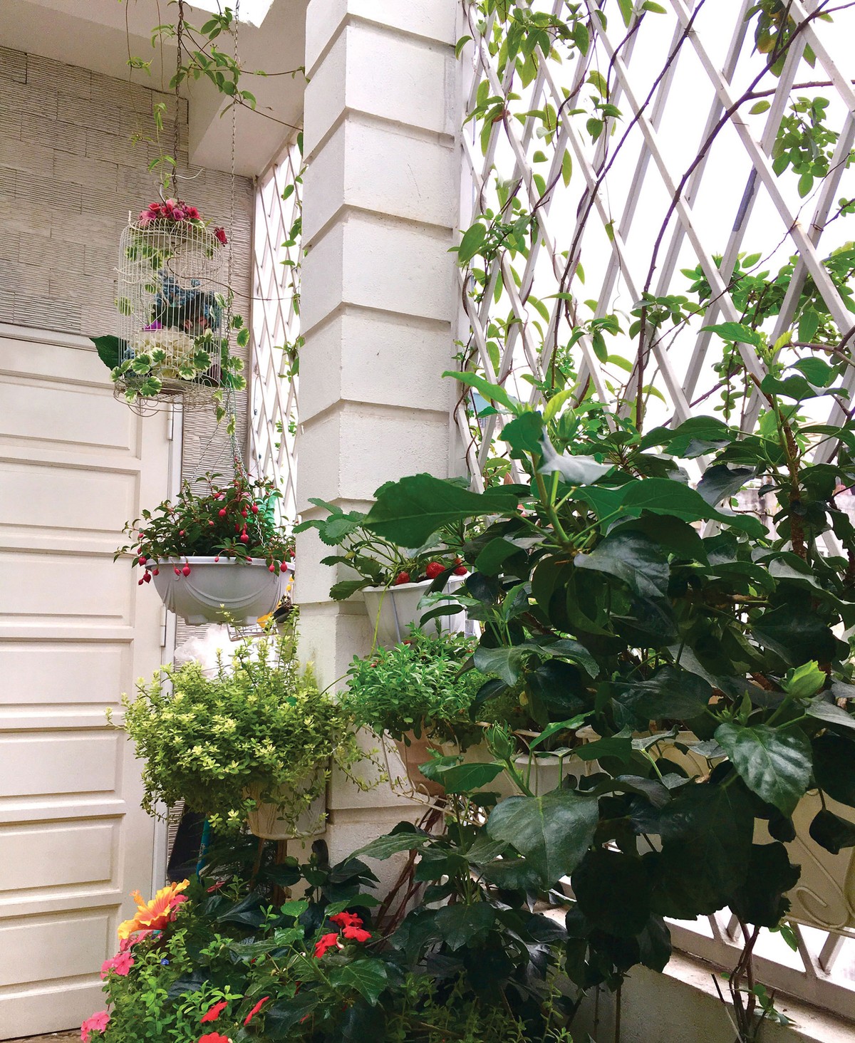 Bóng cây ngang trời ảnh 1