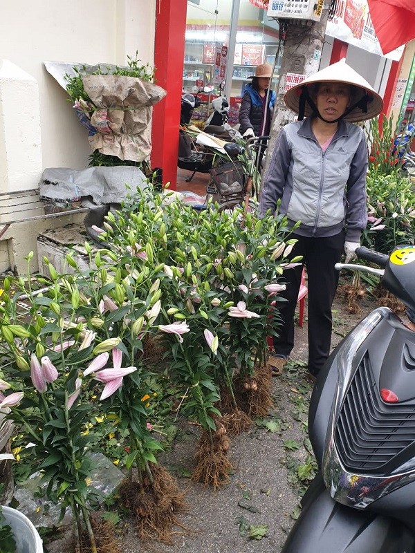 Nhộn nhịp Chợ hoa Lũng những ngày giáp Tết ảnh 10