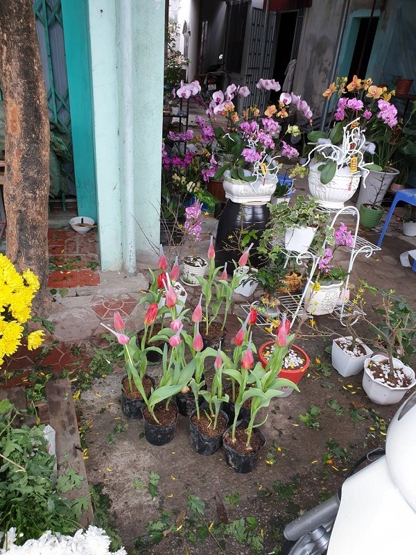 Nhộn nhịp Chợ hoa Lũng những ngày giáp Tết ảnh 11