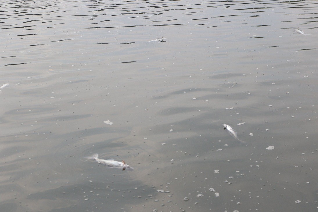 Bến Tre: Sầu riêng, cá tra điêu đứng vì hạn mặn ảnh 1