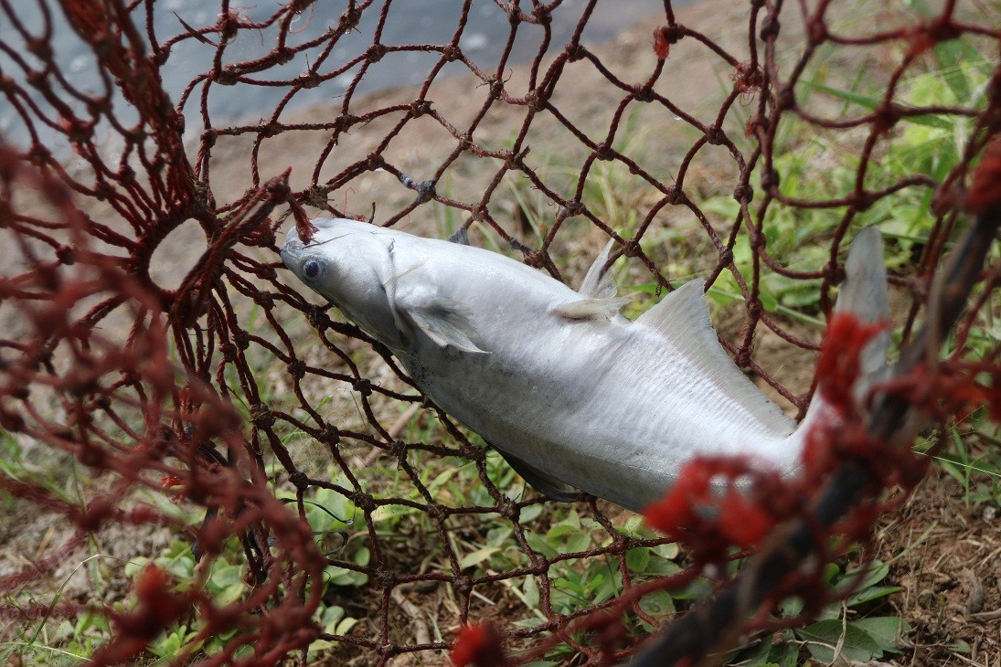 Bến Tre: Sầu riêng, cá tra điêu đứng vì hạn mặn ảnh 2