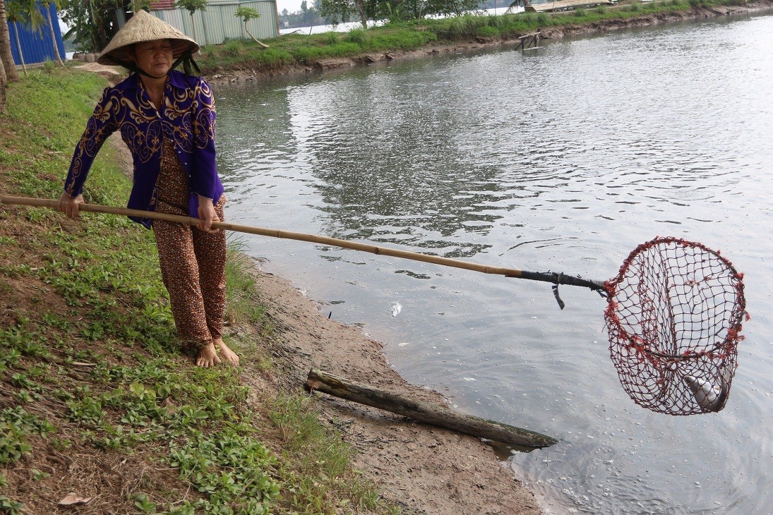 Bến Tre: Sầu riêng, cá tra điêu đứng vì hạn mặn ảnh 3