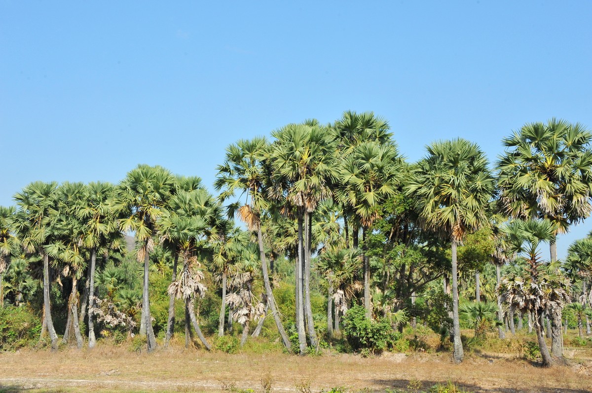 Độc đáo nghề trèo cây thốt nốt lấy nước nấu đường ảnh 1