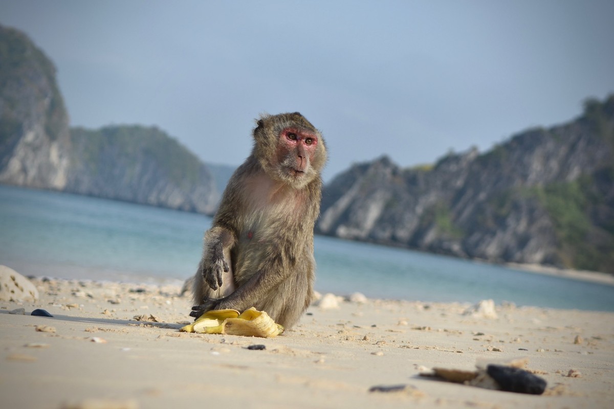 Cát Bà ốc đảo thần tiên ảnh 3