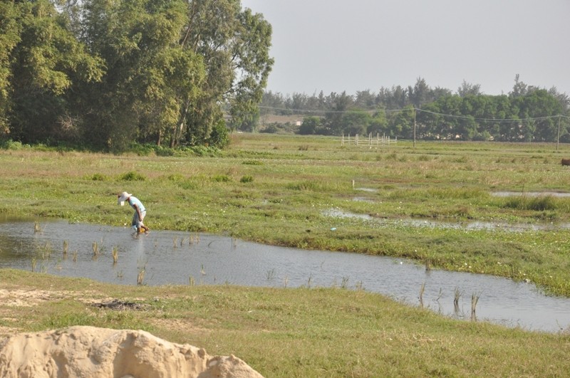 Quảng Nam bổ sung 18 danh mục dự án thu hồi đất và chuyển mục đích sử dụng đất lúa ảnh 1