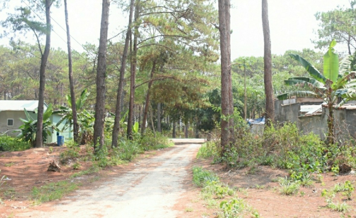 Gia Lai: Chủ tịch huyện ký, cấp sổ đỏ trên đất lâm nghiệp ảnh 1