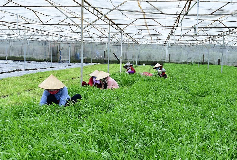 Cận cảnh nông trại đạt chứng chỉ quốc tế của Vinamit ảnh 2