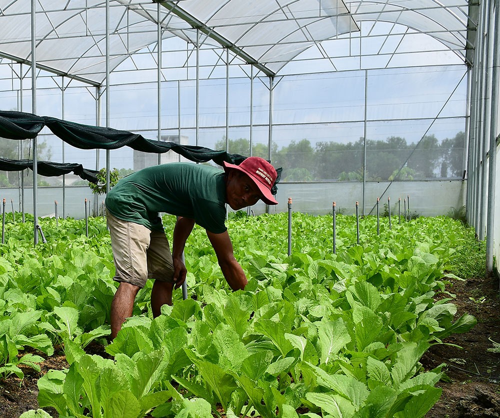 Cận cảnh nông trại đạt chứng chỉ quốc tế của Vinamit ảnh 3