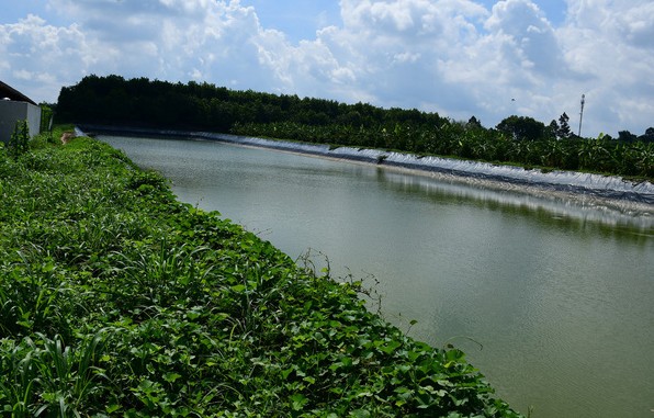 Cận cảnh nông trại đạt chứng chỉ quốc tế của Vinamit ảnh 5