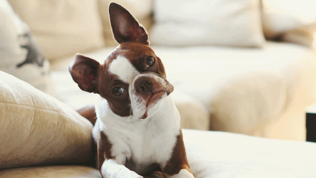 Chuyện thú cưng ở chung cư ảnh 1