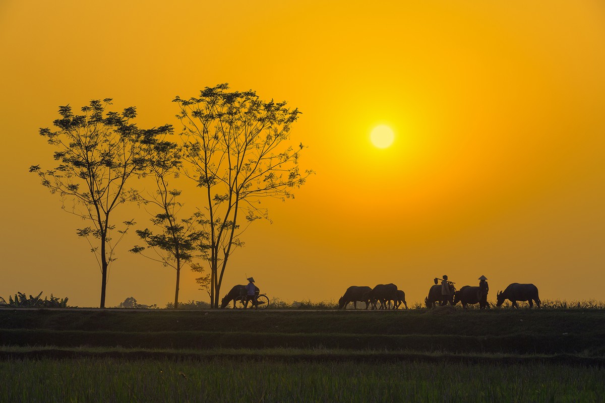 Bỏ phố về quê ảnh 3