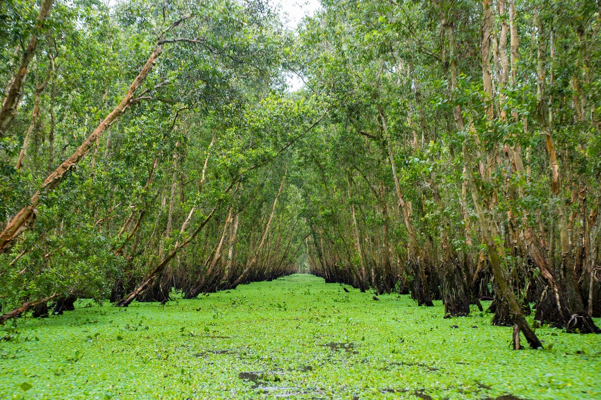 Rừng tràm Trà Sư đón du khách với vẻ đẹp xanh mướt ngút ngàn, một bức tranh phong cảnh tuyệt đẹp.
