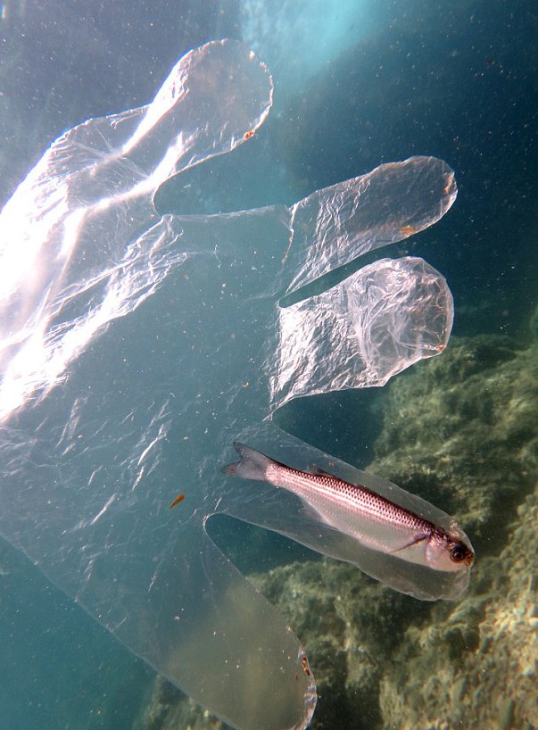 Một con cá mắc kẹt trong bao tay nhựa, không thể kiếm ăn và ở trong tình trạng không lối thoát. Ảnh: Daily Mail