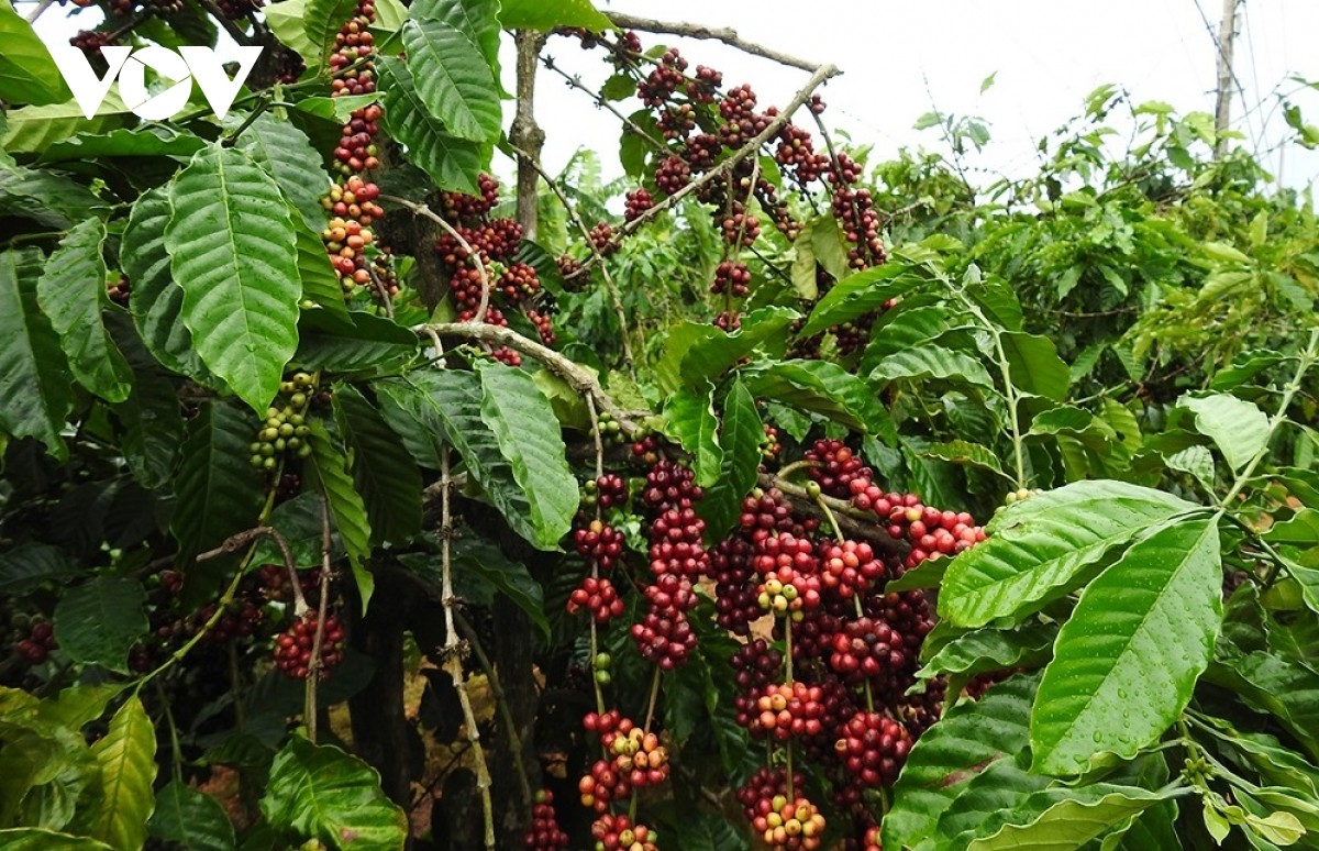 Người trồng cà phê ở Đăk Hà khó tìm được lao động thu hái cà phê Người trồng cà phê ở Đăk Hà khó tìm được lao động thu hái cà phê