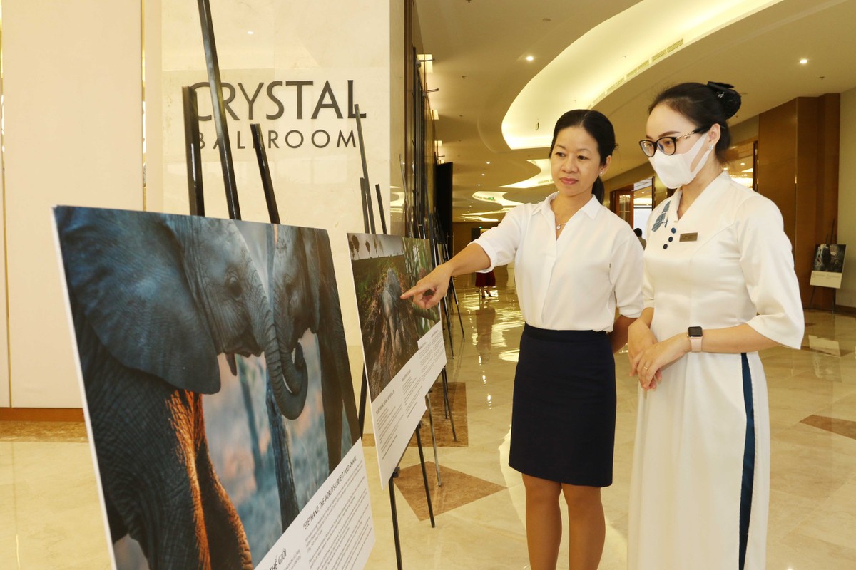 Triển lãm những tác phẩm về tác động của môi trường đến những sinh vật bên lề buổi lễ