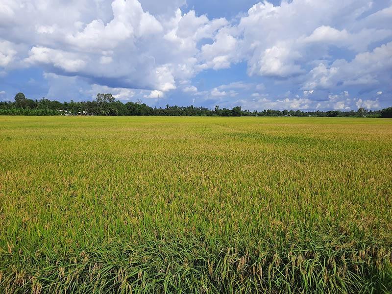 Đồng Tháp xác định 7 lĩnh vực ưu tiên thu hút đầu tư vào nông nghiệp