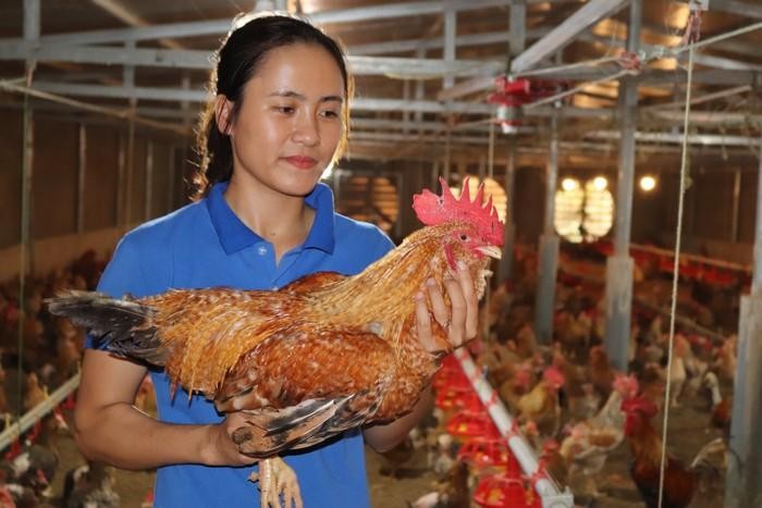 Chị Nguyễn Thị Thu Hiền được bà con đặt cho cái tên thân thương: "Vua gà bản Đầm Hà".