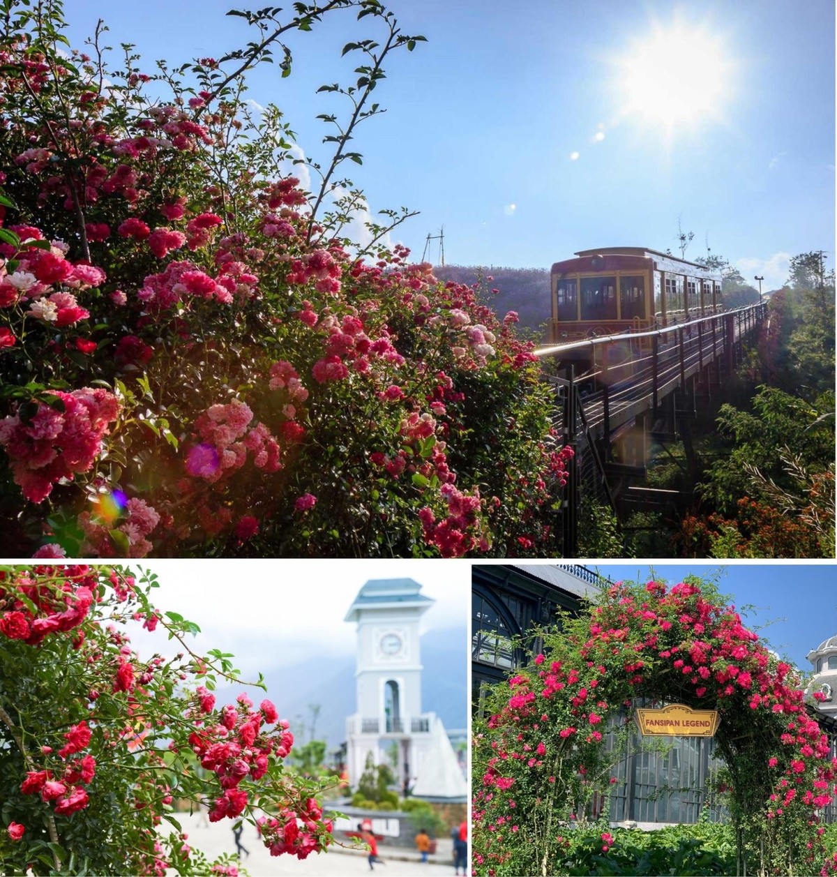 Năm 2020, Khu du lịch Sun World Fansipan Legend đón nhận kỷ lục Thung lũng hoa hồng lớn nhất Việt Nam. Năm 2020, Khu du lịch Sun World Fansipan Legend đón nhận kỷ lục Thung lũng hoa hồng lớn nhất Việt Nam.