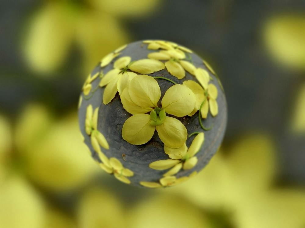 Cánh hoa hình bầu dục, mặt ngoài phủ long óng mượt.