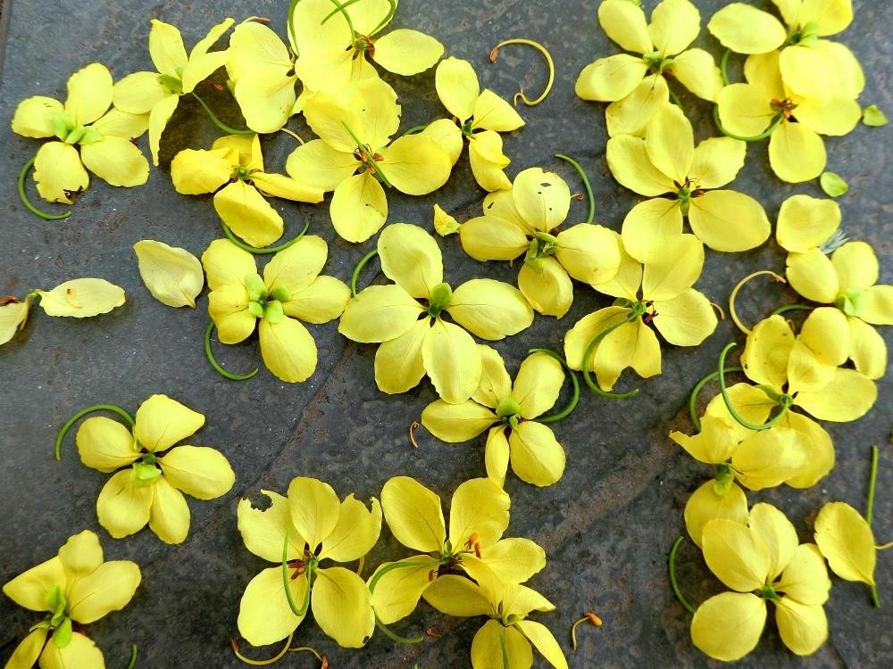 Mùa hoa muồng hoàng yến thường nở trong khoảng 2 tháng, từ tháng 5 tới tháng 7.