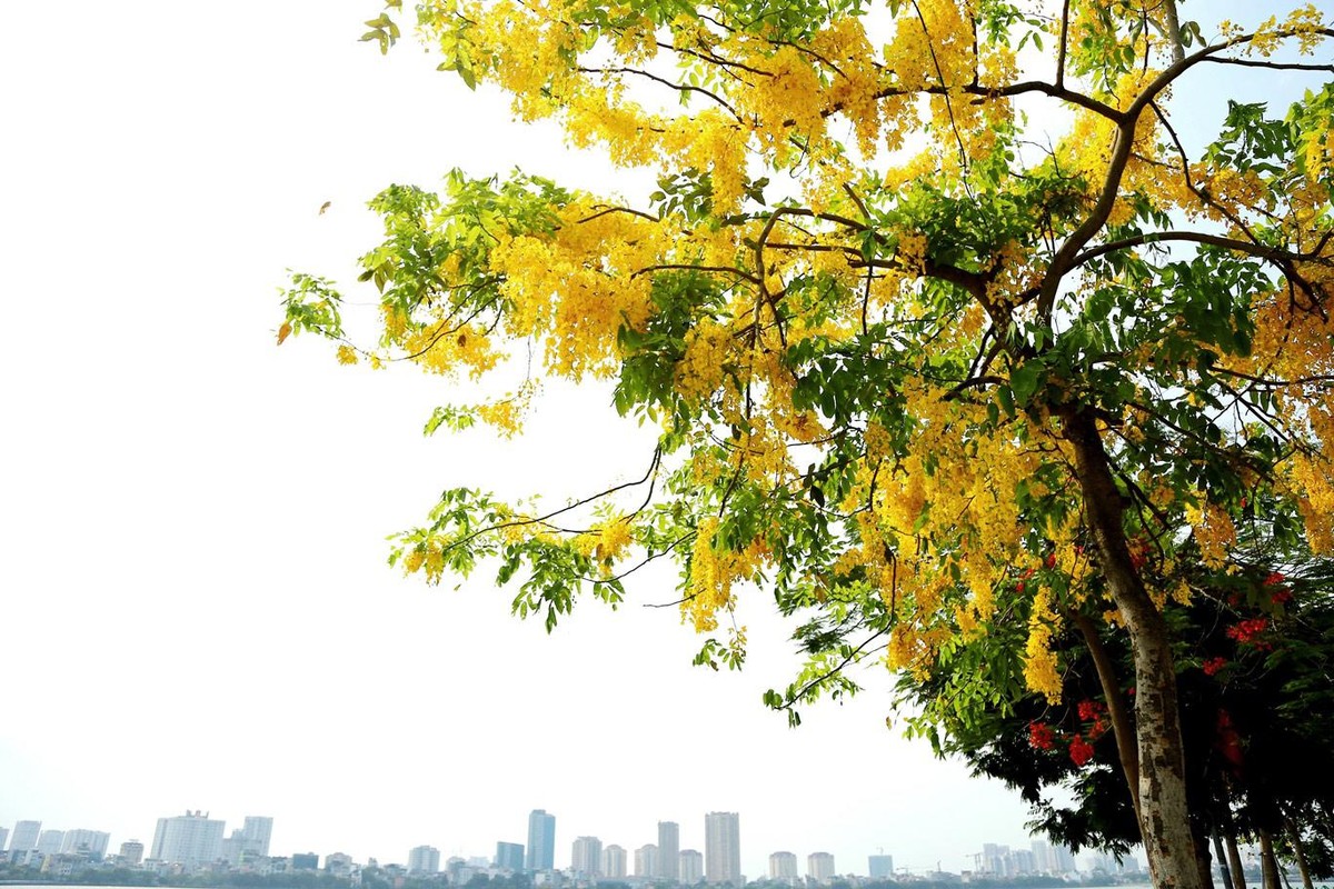 Thời điểm này, muồng hoàng yến đang độ đẹp nhất.