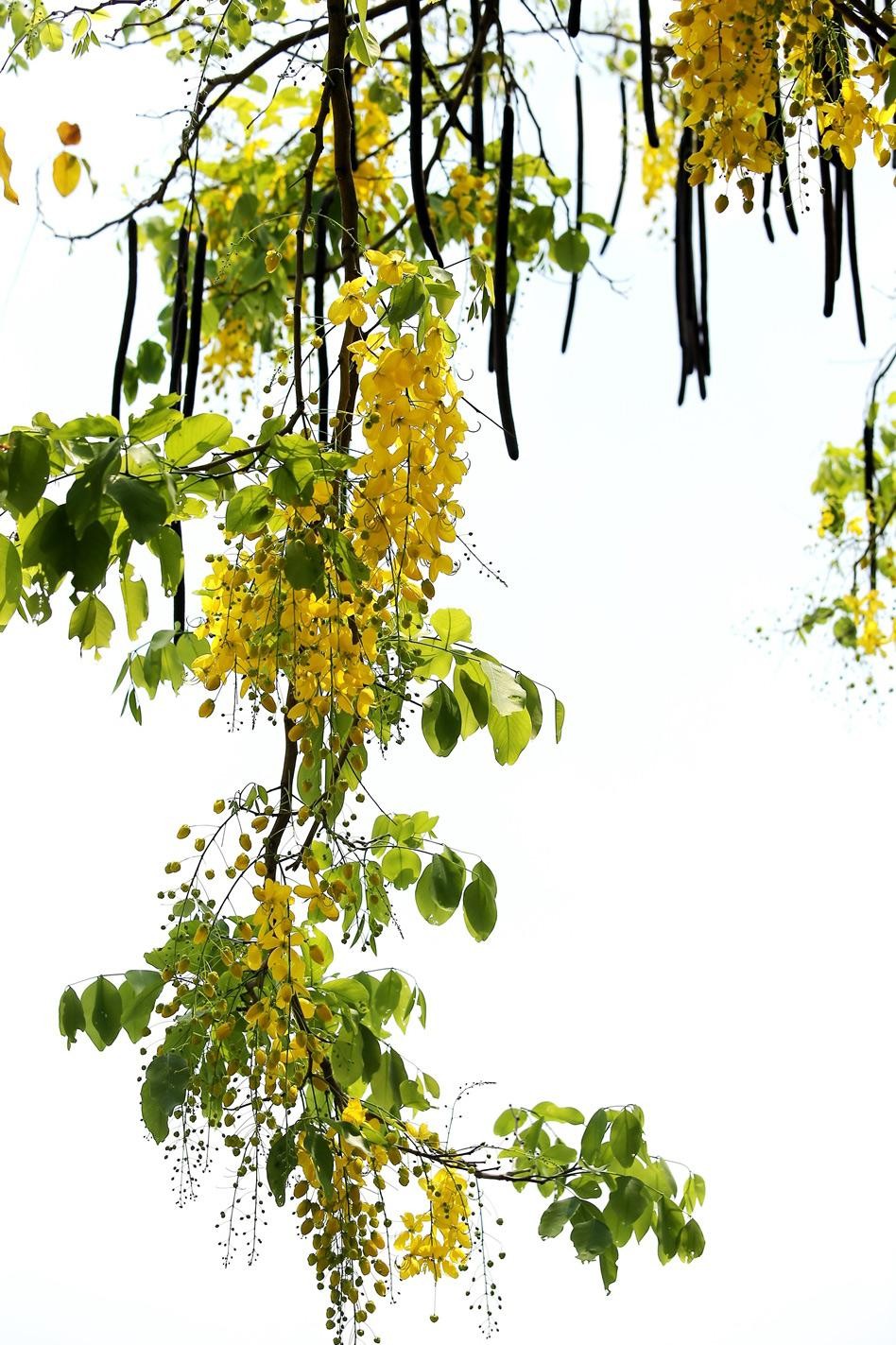 Quả muồng hoàng yến dạng đậu hình trụ, hơi có đốt, dài 20–60 cm hoặc hơn, khi khô có vỏ cứng.