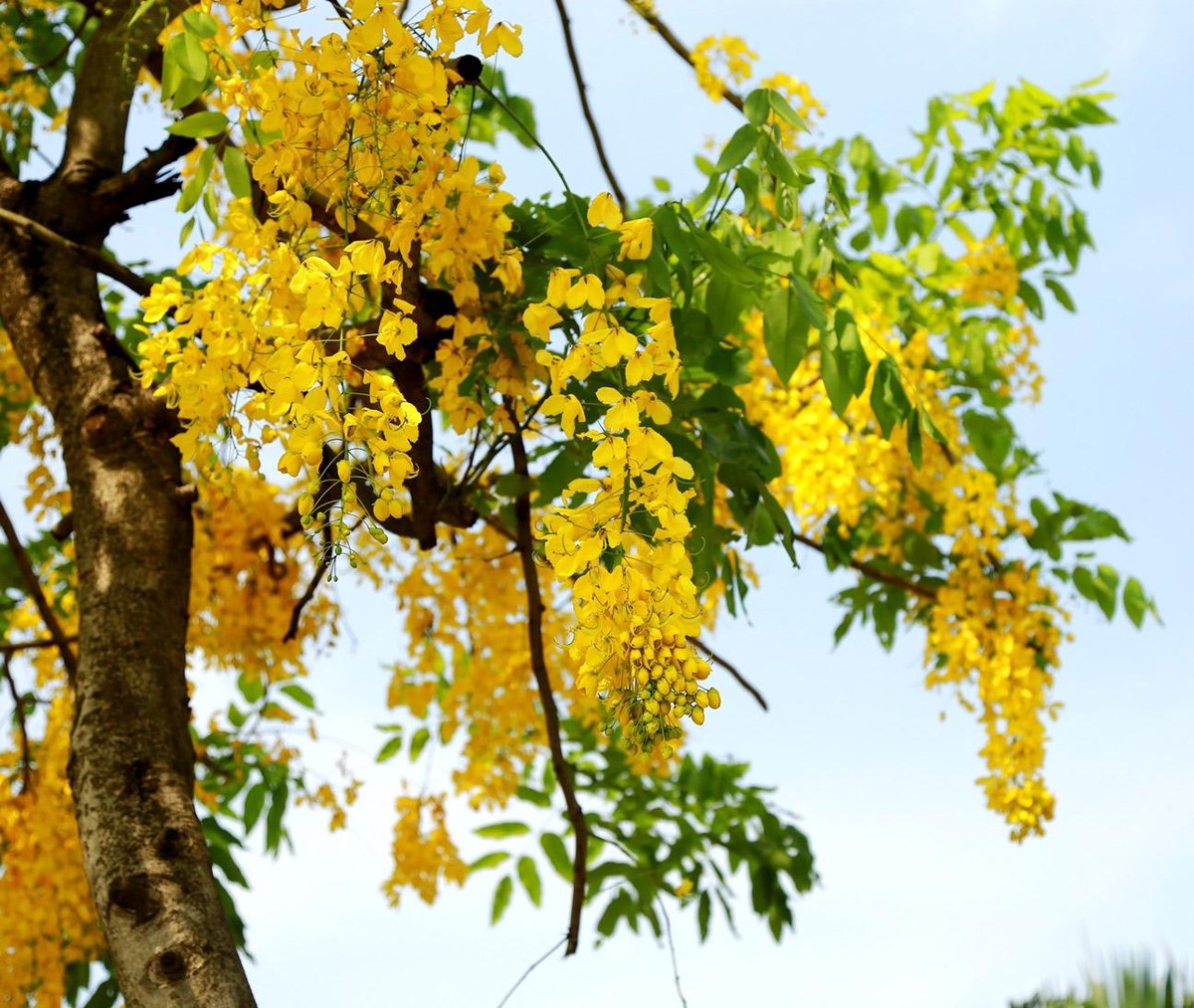 Chùm hoa rủ xuống dài 20 – 40 cm.