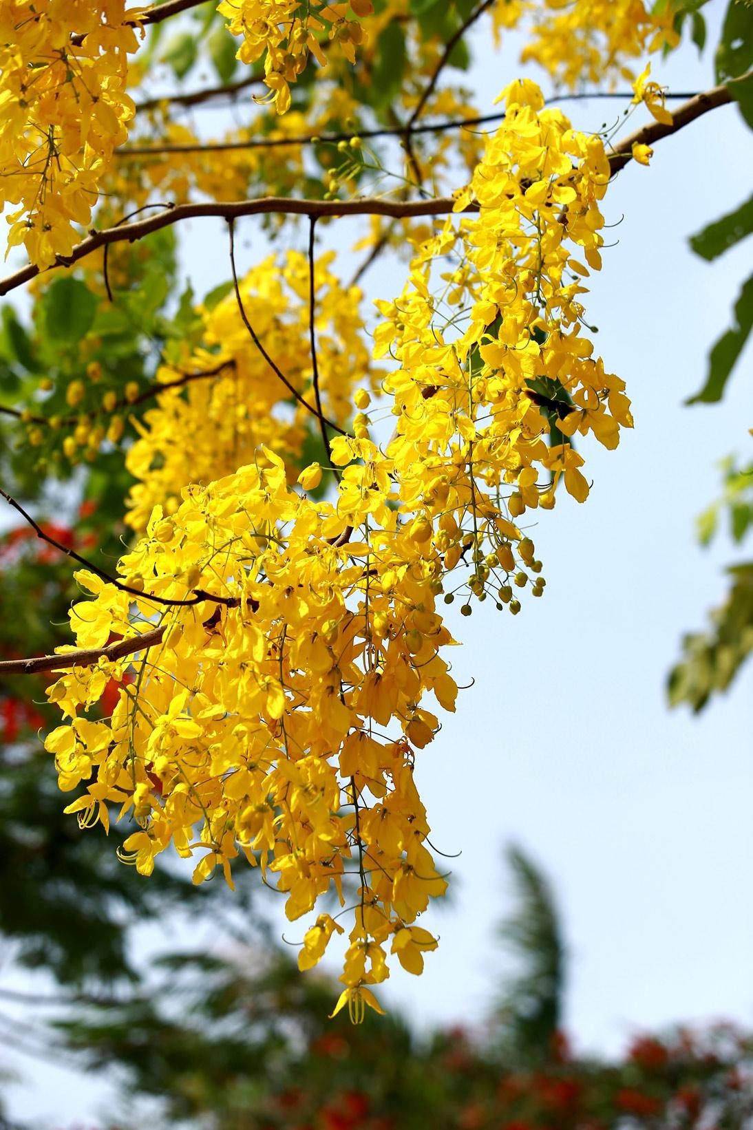 Cuống hoa muồng hoàng yến dài 15 – 35 cm hoặc có thể hơn.