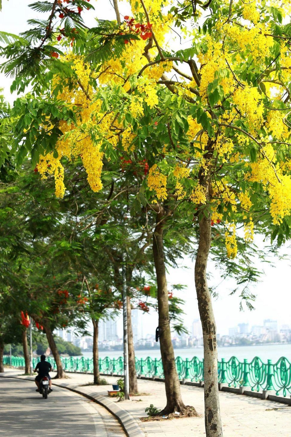 Cây thường cao tới 10 - 20 m, lớn nhanh, đường kính thân cây khoảng 40 cm.