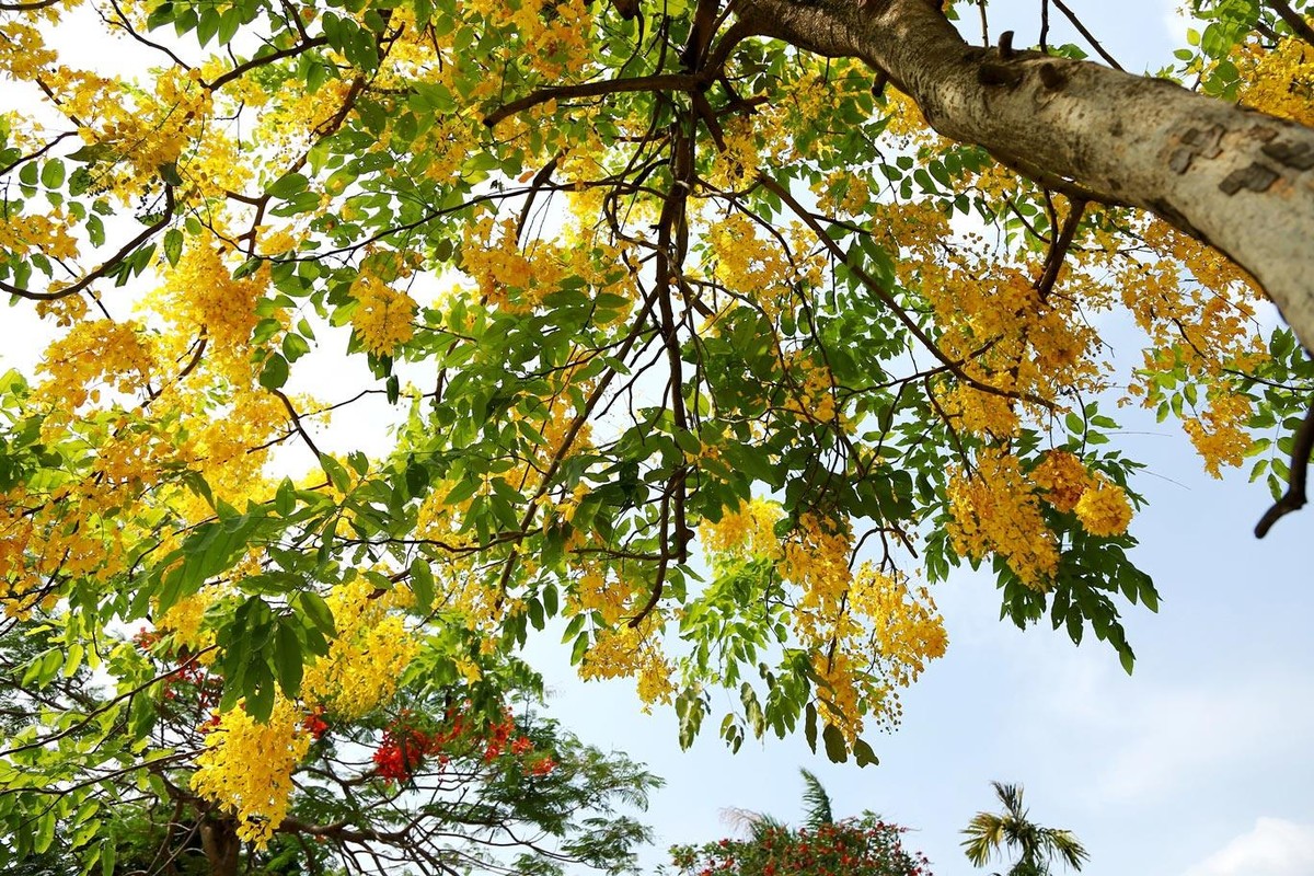 Vài năm gần đây, muồng hoàng yến được trồng nhiều tại các tuyến phố của Hà Nội, tạo nên một mảng màu rực rỡ mỗi khi hè về.