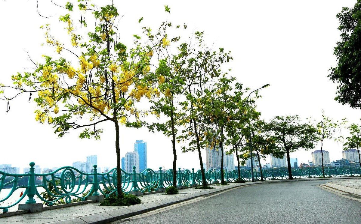 Hoa muồng bọ cạp vàng được trồng nhiều nhất ở ven hồ Tây.