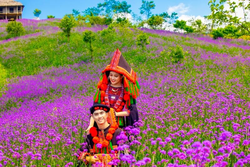 Đồi hoa năm nay tiếp tục được mở rộng gấp đôi, lên tới gần 15 ha, chia thành từng luống hoa có các cao độ khác nhau trải dọc theo triền đồi, hình thành nên một ruộng bậc thang màu tím độc nhất vô nhị của miền Tây Bắc.