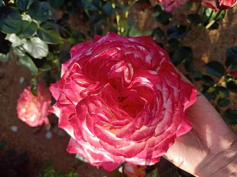 Hàng nghìn gốc hồng cổ Sa Pa được trồng dọc lối vào khu du lịch, cây nào cũng ít nhất phải 5 năm tuổi, tán phủ rộng, nặng chĩu đến cả trăm bông hoa màu cánh sen ngọt ngào.