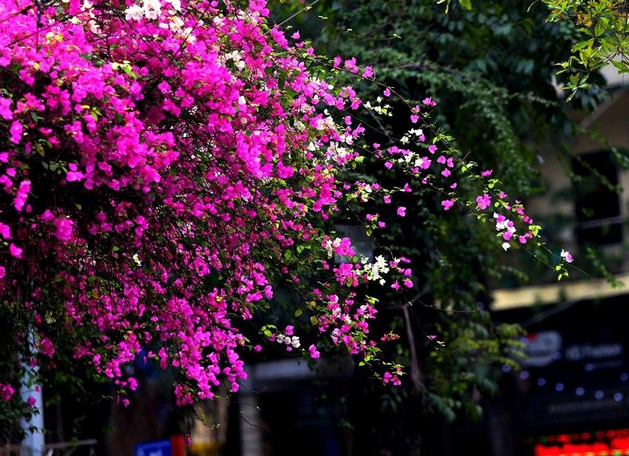 Hoa giấy gần như ra hoa suốt bốn mùa nhưng dường như tháng 5, loài hoa này mang vẻ đẹp rạng rỡ hơn trong từng vạt nắng.