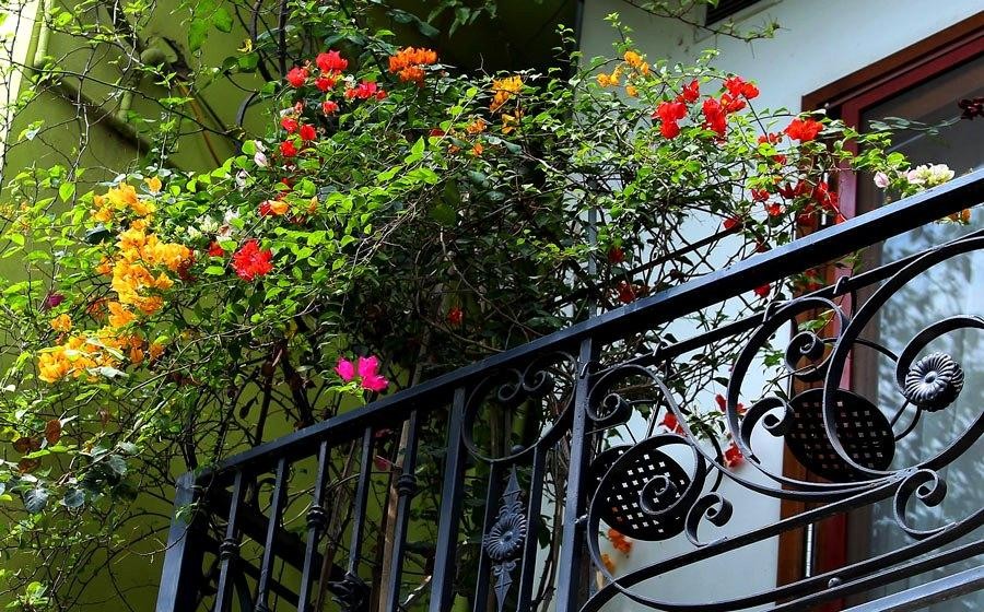 Hoa giấy luôn xuất hiện như một điểm nhấn, tuy nhẹ nhàng nhưng đủ ấn tượng để thu hút mọi sự chú ý.