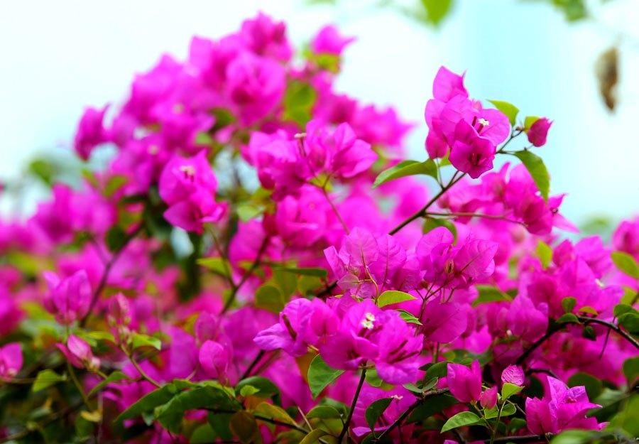 Hoa giấy nhỏ bé, cánh mỏng manh nhưng nở thành chùm lớn, cũng là đại diện của tình cảm gia đình.