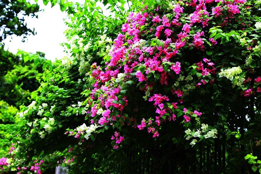 Cây hoa giấy có nguồn gốc từ miền Trung Nam Mỹ.