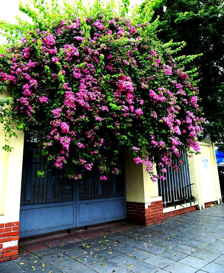 Ở Hà Nội, hoa giấy được trồng khắp mọi nơi như công viên, trường học, bệnh viện, dải phân cách, vỉa hè.