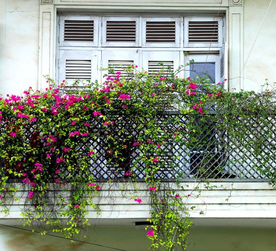 Vẻ đẹp của những khung cửa sổ nên thơ khiến bao người chẳng thể rời mắt.