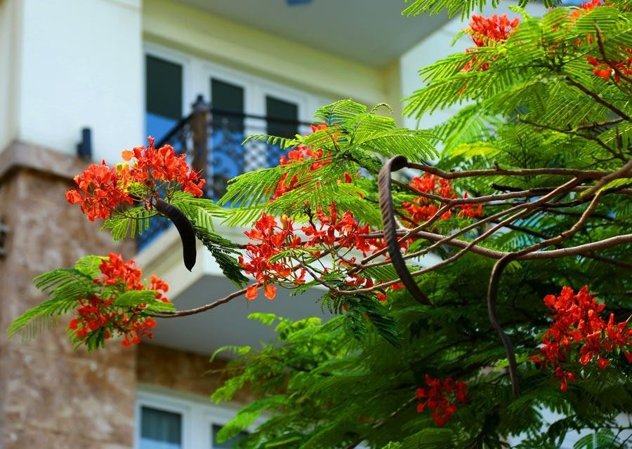 Tháng 6, nào bằng lăng tím, phượng vĩ đỏ, hoa dâu da xoan ngà trắng, những bông hoàng yến lẩn trong màu xanh của lá, hoa điệp rực vàng rực rỡ, hoa giấy trắng và hồng dịu dàng… nổi bật bên những khung cửa, ban công.