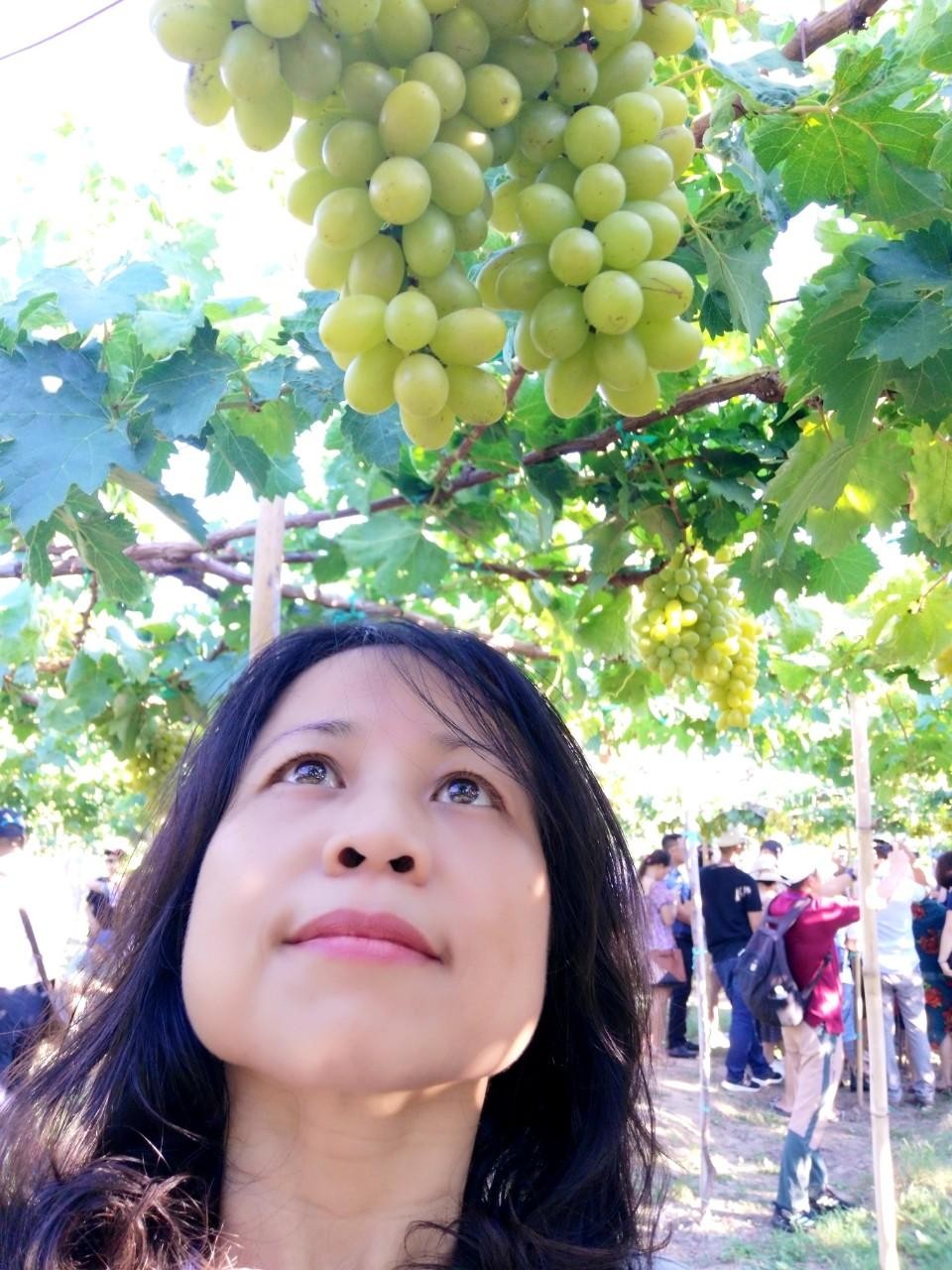 Chị Nghiêm Thúy Hà khảo sát sản phẩm nho Ninh Thuận, trước Covid-19.