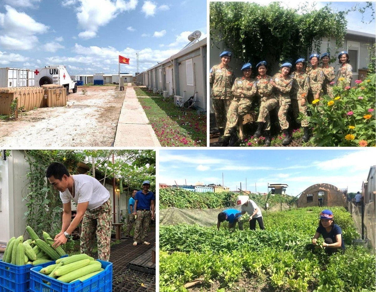 Các chiến sĩ mũ nồi xanh Việt Nam phủ xanh đất cằn Nam Sudan bằng những loại hoa, rau, trái quê nhà.