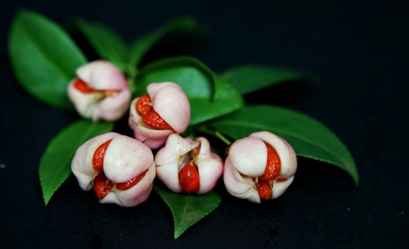 Quả già bung nở, phần hạt đỏ bên trong sẽ lộ ra... giống y như chiếc đèn lồng tí hon. (Ảnh: Hồ Hạ)